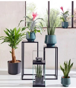 Bogenhanf - Sansevieria Cylindrica 'Mikado' -Natur Garten Verkauf 20180515 PR MO 001 AechmeaSansevieriaBL15