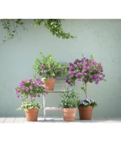 Kreuzblume, Stämmchen -Natur Garten Verkauf 20190418 PR MO 01 KuebelpflanzenPolygalaEucalyptus GC05 01