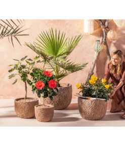 Zimmerhibiskus - Hibiscus Rosa-sinensis, Verschiedene Sorten -Natur Garten Verkauf 20210520 WE MO 001 Orientalisch