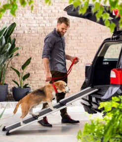 Dehner Premium Hunderampe Stairway, Ca. B161/T42 Cm -Natur Garten Verkauf 4117057 WE MO 003 DehnerHunderampeStairway