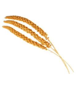 Dehner Kolbenhirse, Gelb 7 Dehner Kolbenhirse, Gelb -Natur Garten Verkauf 414060 BildD 001 ErgaenzungsfutterDehnerKolbenhirseKolbenhItChina500GFo