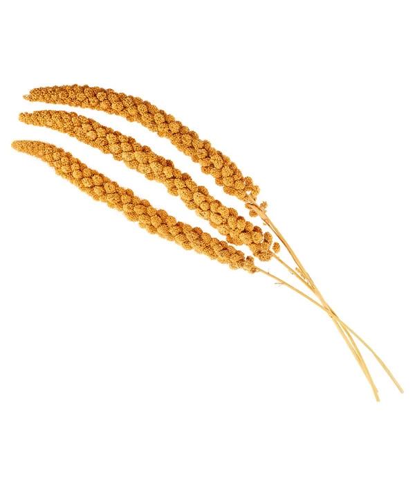 Dehner Kolbenhirse, Gelb 5 Dehner Kolbenhirse, Gelb – Bild 3