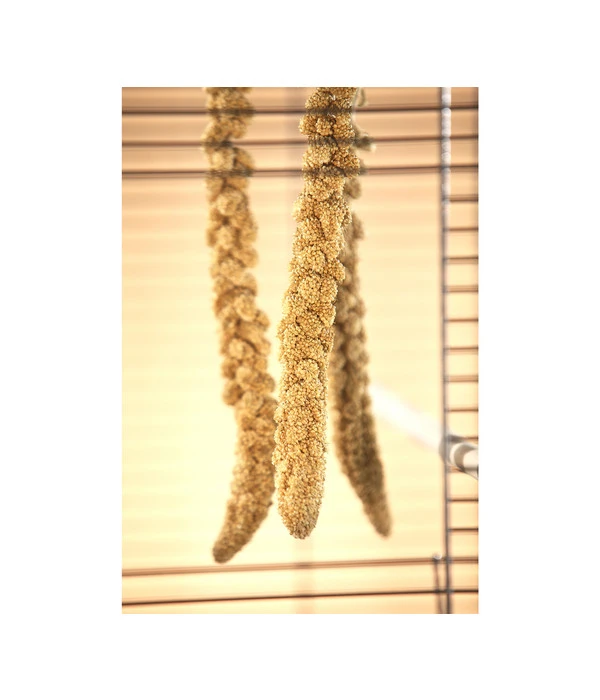 Dehner Kolbenhirse, Gelb 4 Dehner Kolbenhirse, Gelb – Bild 2