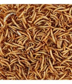 Dehner Natura Wildvogelsnack Getrocknete Mehlwürmer 11 Dehner Natura Wildvogelsnack Getrocknete Mehlwürmer -Natur Garten Verkauf 425595 WE D 001 NaturaGetrockneteMehlwuermer80g