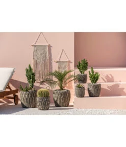 Feigenkaktus - Opuntia Consolea -Natur Garten Verkauf 4432415 PR MO 001 KeramikTopfNero