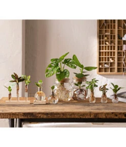 Waterplant Balsamapfel Im Kugelglas - Clusia Rosea 'Princess', Mit LED 8 Waterplant Balsamapfel Im Kugelglas - Clusia Rosea 'Princess', Mit LED -Natur Garten Verkauf 6125066 WE MO 001 WaterPlants