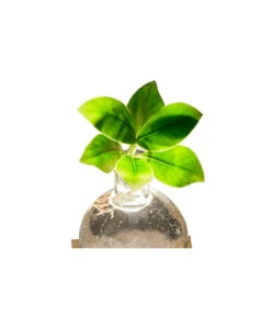 Waterplant Balsamapfel Im Kugelglas - Clusia Rosea 'Princess', Mit LED 9 Waterplant Balsamapfel Im Kugelglas - Clusia Rosea 'Princess', Mit LED -Natur Garten Verkauf 6125074 WE DE 001 WaterPlantlusia7cmmitLicht