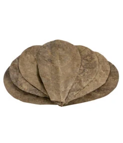 Dehner Aqua Catappa-Blätter, 10 Stk.