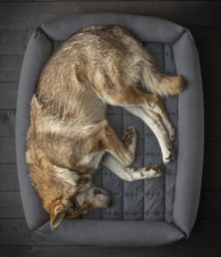 Dehner Wild Nature Hundebett Nest -Natur Garten Verkauf 6693964 6693972 WE MO 002 DehnerWildNatureHundebettenNest