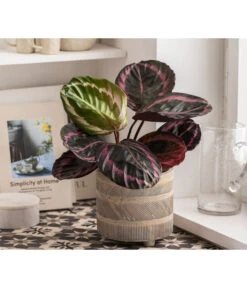 Dehner Beton-Übertopf Nola, Rund, Grau-kupfer -Natur Garten Verkauf 6732499 WE MO 004 TopfNolaGold