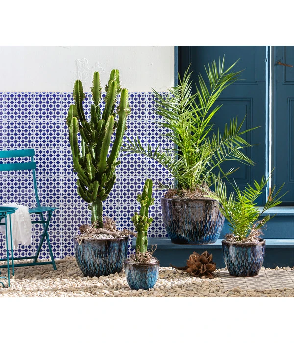 Abessinische Wolfsmilch - Euphorbia Abyssinica 4 Abessinische Wolfsmilch - Euphorbia Abyssinica – Bild 2