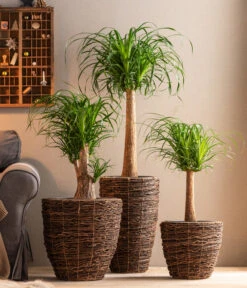 Dehner Holz-Korb Akira, Rund, Braun 7 Dehner Holz-Korb Akira, Rund, Braun -Natur Garten Verkauf 6788533 6788400 6788442 6788426 WE MO 001 TopfAkiraBraun