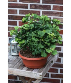 Ginkgobaum - Fächerblattbaum 'Marijke' -Natur Garten Verkauf 7196082 PR MO 001 GinkgoBilobaMarijke