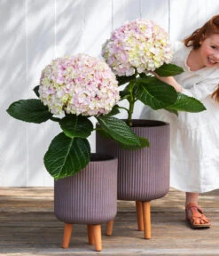 Bauern-Hortensie 'Avantgarde' -Natur Garten Verkauf 7220148 WE MO 001 HortensieAvantgard5L