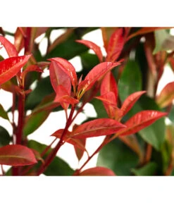 Purpur-Glanzmispel 'Glanzkopf', Ca. 170 Cm -Natur Garten Verkauf 7305329 WE DE 002 PhotinaXfraseriPupurGlazmispel