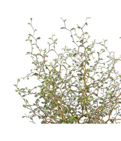 Schnurbaum 'Little Baby' -Natur Garten Verkauf 7473648 PR DE 001 SchnurbaumSophoraLittleBaby2LDehnerExpressHerzig