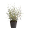 Schnurbaum 'Little Baby' -Natur Garten Verkauf 7473648 PR FS 001 SchnurbaumSophoraLittleBaby2LDehnerExpressHerzig