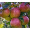 Herbstapfel 'Braeburn' -Natur Garten Verkauf 7618531 WE DE 001 ApfelbaumMalusBraeburnApfel