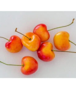 Kirschen-Duo 'Regina/Napoleon' -Natur Garten Verkauf 7657570 WE MO 001 SuesskirscheGrossePrinzessinPixabay