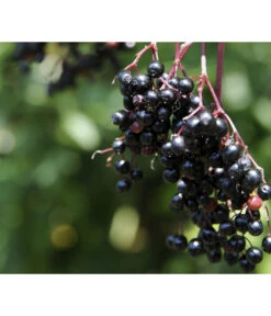 Holunder 'Black Tower' -Natur Garten Verkauf 7662810 PR MO 002 HolunderBlackTower