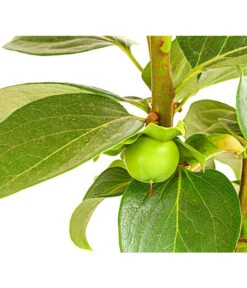 Dehner Kaki 'Rojo Brillante' - Kaki-Pflaume 'Rojo Brillante' 12 Dehner Kaki 'Rojo Brillante' - Kaki-Pflaume 'Rojo Brillante' -Natur Garten Verkauf 7693377 PR DE 001 KakiRojoBrillanteBUDehnerExpressHerzig