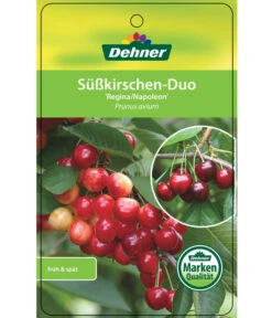 Kirschen-Duo 'Regina/Napoleon' -Natur Garten Verkauf 7738792 Suesskirschen DuoReginaNapoleon Etikett 1