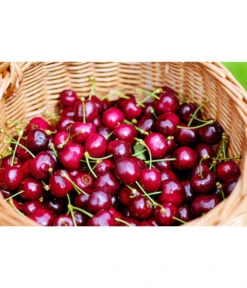 Kirschen-Duo 'Regina/Napoleon' -Natur Garten Verkauf 7738792 WE MO 001 KirschenDuoReginaNapoleon Pixabay