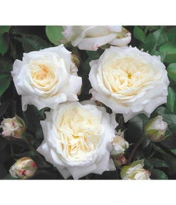 Edelrosen-Mix 'Nostalgie®' -Natur Garten Verkauf 7800063 BildD 001 EdelrosenNostalgieMixNostalgieRosenTantauRet