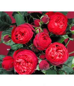 Edelrosen-Mix 'Nostalgie®' -Natur Garten Verkauf 7800063 BildD 007 EdelrosenNostalgieMixNostalgieRosenTantauRet