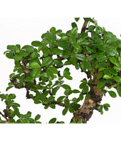 Bonsai Fukientee - Carmona Microphylla, 12-15 Jahre -Natur Garten Verkauf 7976996 WE DE 001 BonsaiFukienteeCarmonaMicrophyllaBis15JahreDehnerExpressHerzig2