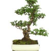 Bonsai Fukientee - Carmona Microphylla, 12-15 Jahre 2 Bonsai Fukientee - Carmona Microphylla, 12-15 Jahre -Natur Garten Verkauf 7976996 WE FS 001 BonsaiFukienteeCarmonaMicrophyllaBis15JahreDehnerExpressHerzig3