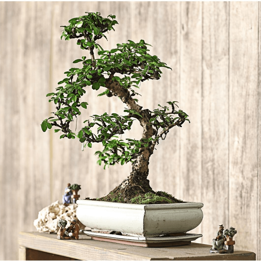 Natur Garten Verkauf -Natur Garten Verkauf 7976996 WE MO 001 BonsaiFukienteeCarmonaMicrophyllaBis15JahreDehnerExpressHerzig211 min