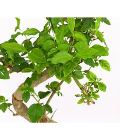 Bonsai Chinesischer Liguster - Ligustrum Sinensis, Anfänger-Set -Natur Garten Verkauf 7977069 WE DE 001 GeschenksetBonsaiChinesischerLigusterLigustrumSinensis6JahreDehnerExpressHerzig