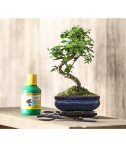 Bonsai Chinesischer Liguster - Ligustrum Sinensis, Anfänger-Set -Natur Garten Verkauf 7977069 WE MO 001 GeschenksetBonsaiChinesischerLigusterLigustrumSinensis6JahreDehnerExpressHerzig