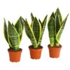 Bogenhanf - Sansevieria Trifasciata, 3er-Set 1 Bogenhanf - Sansevieria Trifasciata, 3er-Set -Natur Garten Verkauf 7977713 PR FS 001 SansevieriaTrifasciataBogenhanf3erMixT9StreckeDehnerExpressHerzig
