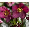 Schneerose 'Ice N' Roses® Red' - Helleborus Gold Collection® -Natur Garten Verkauf 8010969 PR DE 001 SchneeroseHelleborusRedRechteHeuger