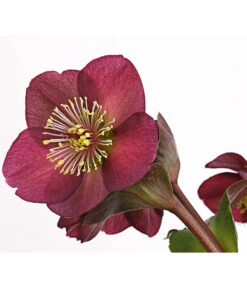 Schneerose 'Ice N' Roses® Red' - Helleborus Gold Collection® -Natur Garten Verkauf 8010969 WE DE 001 HelleborusWeinrotDehnerExpressHerzig