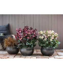 Schneerose 'Ice N' Roses® Red' - Helleborus Gold Collection® -Natur Garten Verkauf 8028011 8010969 8044331 WE MO 001 HelleborusLenzroseChristroseBL17