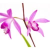 Dehner Japanorchidee - Gartenorchidee -Natur Garten Verkauf 8049454 WE DE 001 JapanorchideeBletillaStriataT9DehnerExpressZS