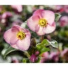 Schneerose 'Ice 'n' Roses® Early Rose' - Helleborus Gold Collection® -Natur Garten Verkauf 8096093 WE MO 002 SchneeroseHelleborusEarlyRose