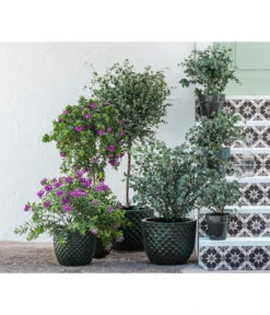 Kreuzblume, Stämmchen -Natur Garten Verkauf 8225948 8591000 8591125 6705461 WE MO 001 PolygalaEucalyptus