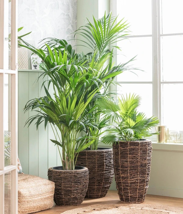 Dehner Holz-Korb Akira, Rund, Braun 4 Dehner Holz-Korb Akira, Rund, Braun – Bild 2