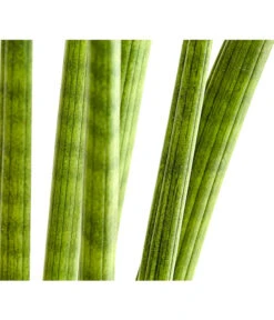 Bogenhanf - Sansevieria Cylindrica 'Straight' -Natur Garten Verkauf 8241127 PR DE 001 SansevieriaCylindricaBogenhanfT17DehnerExpressHerzig