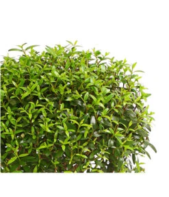 Brautmyrte, Stämmchen -Natur Garten Verkauf 8244626 PR WE 001 MyrtusStammDehnerExpressHerzig