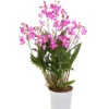 Duft-Traubenorchidee - Dendrobium Kingianum 'Berry' -Natur Garten Verkauf 8250714 WE FS 001 DendrobiumBerryDuftT12OWDehnerExpressHerzig