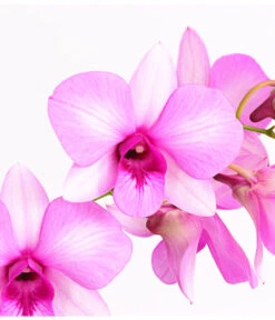 Dendrobium - Dendrobium Cultivaris, Verschiedene Sorten 8 Dendrobium - Dendrobium Cultivaris, Verschiedene Sorten -Natur Garten Verkauf 8250771 WE DE 002 DendrobiumSonderfarbenT12DehnerExpressHerzig