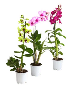 Dendrobium - Dendrobium Cultivaris, Verschiedene Sorten