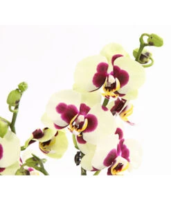 Schmetterlingsorchidee - Phalaenopsis Cultivars, Sonderfarben 39 Schmetterlingsorchidee - Phalaenopsis Cultivars, Sonderfarben -Natur Garten Verkauf 8253213 WE DE 001 SchmetterlingsorchideePhalaneopsisPanda2TrieberT12OWDehnerExpressHerzig