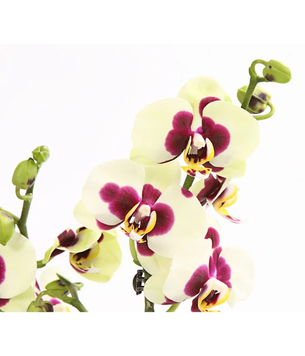 Schmetterlingsorchidee - Phalaenopsis Cultivars, Sonderfarben 20 Schmetterlingsorchidee - Phalaenopsis Cultivars, Sonderfarben – Bild 19