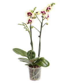 Schmetterlingsorchidee - Phalaenopsis Cultivars, Sonderfarben 24 Schmetterlingsorchidee - Phalaenopsis Cultivars, Sonderfarben -Natur Garten Verkauf 8253213 WE FS 001 SchmetterlingsorchideePhalaneopsisPanda2TrieberT12DehnerExpressHerzig